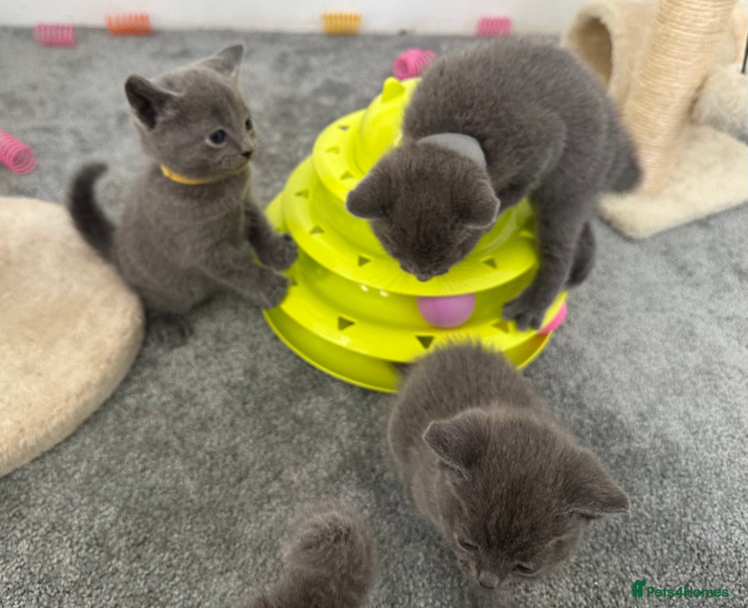 Russian Blue cats for sale: Russian Blue Kittens  - Advert 16