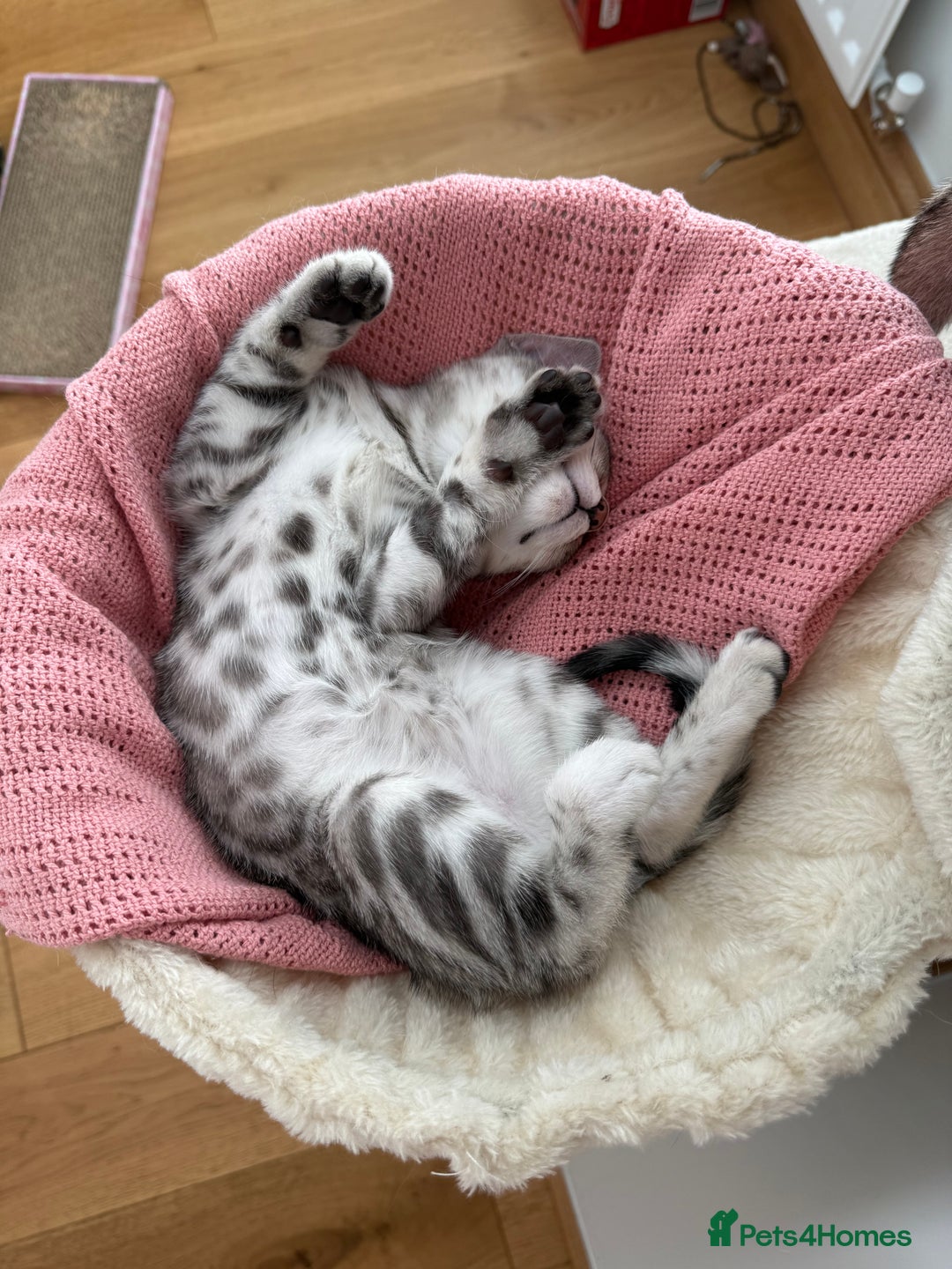 Bengal cats for sale: Beautiful Bengal kittens  in Cambridge - Image 2