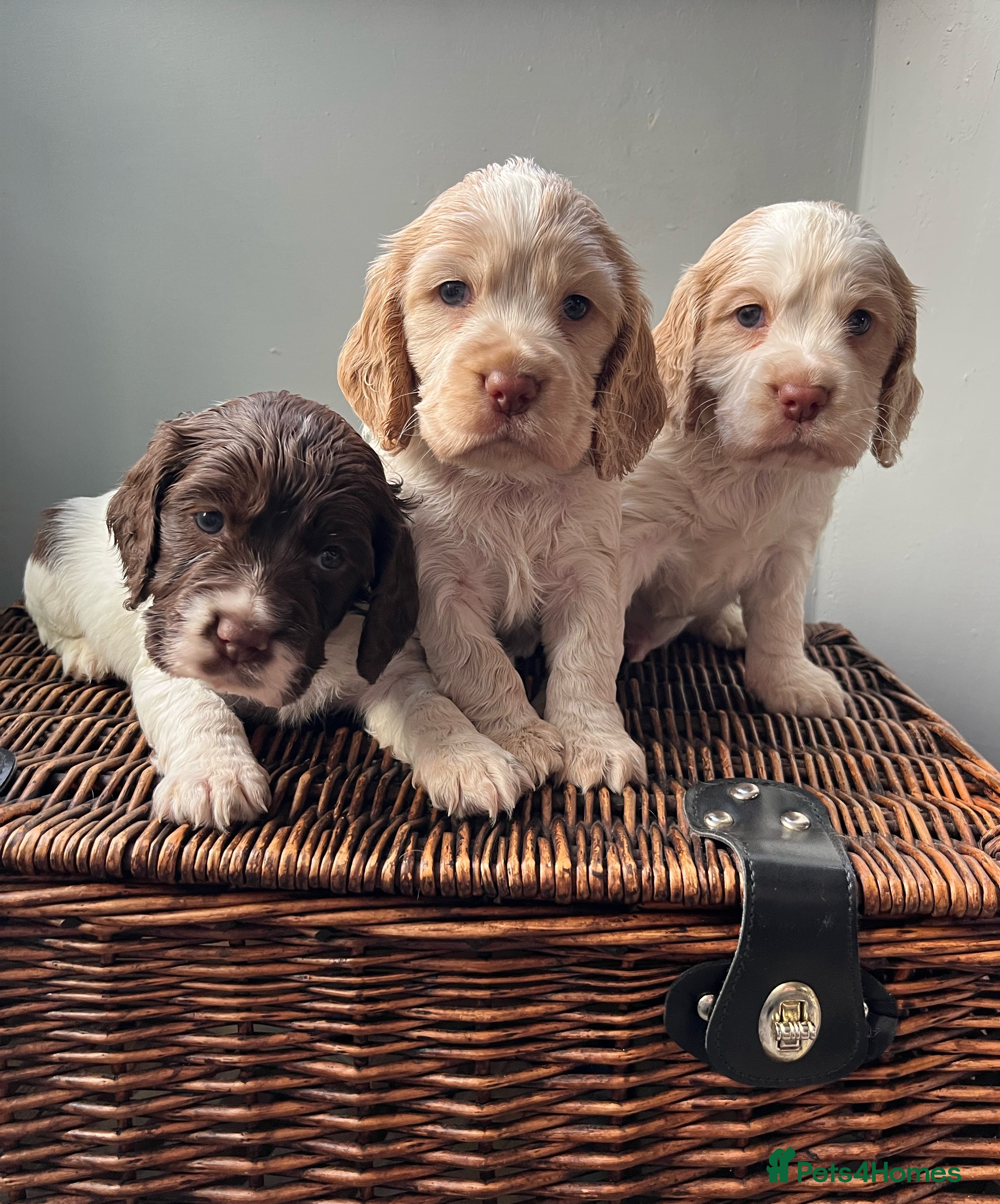 Cocker Spaniel dogs 1 Boy Left!🐶 Working Cocker Spaniel 🐕  - Advert 6