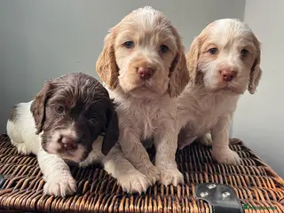 Cocker Spaniel dogs 1 Boy Left!🐶 Working Cocker Spaniel 🐕 - Advert 6
