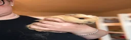 Guinea Pig rodents for sale: Beautiful baby boy for sale  - Advert 3