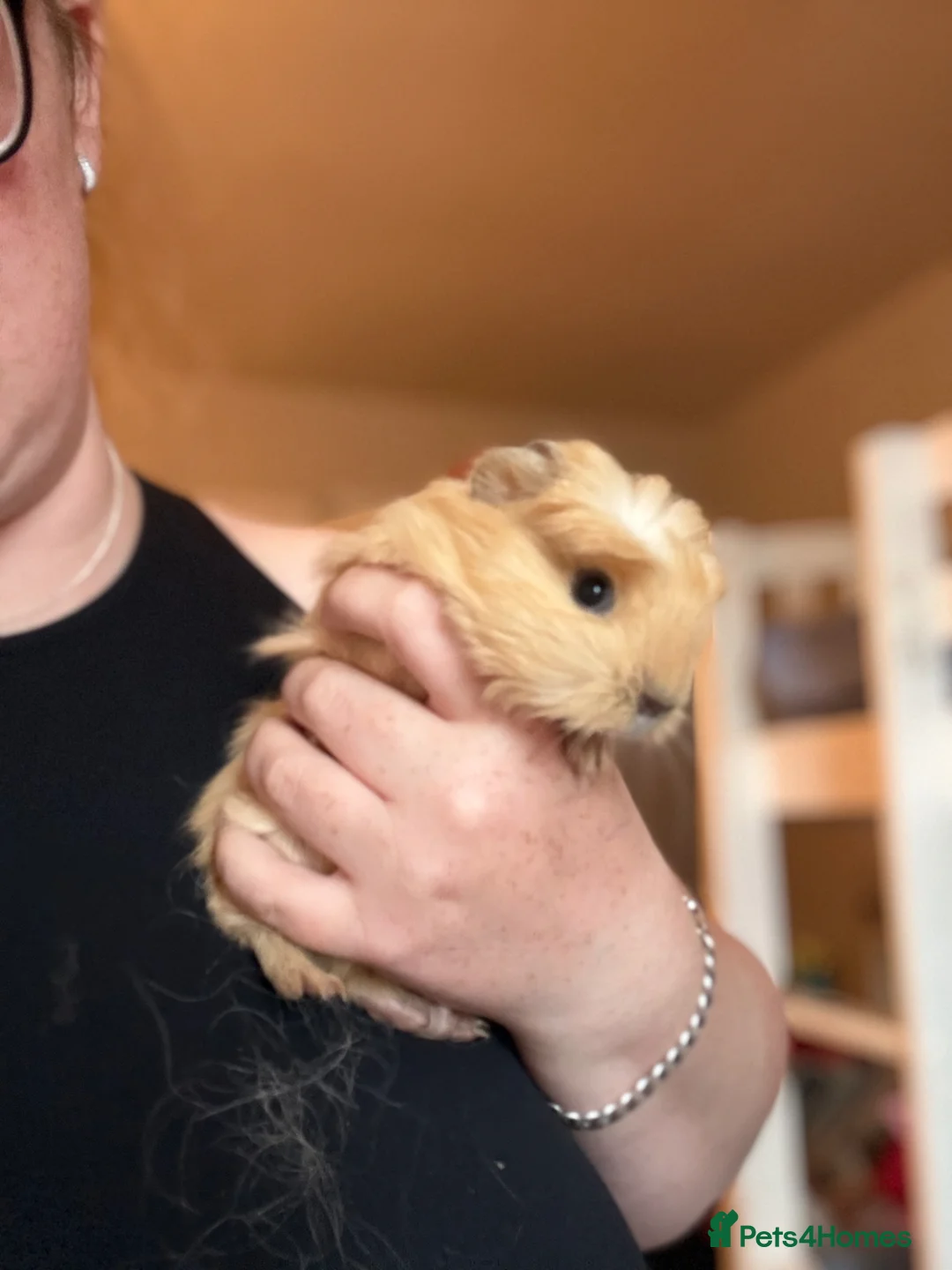 Guinea Pig rodents for sale: Beautiful baby boy for sale  - Advert 3