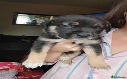 Mixed Breed dogs for sale: Puppies  - Image 5