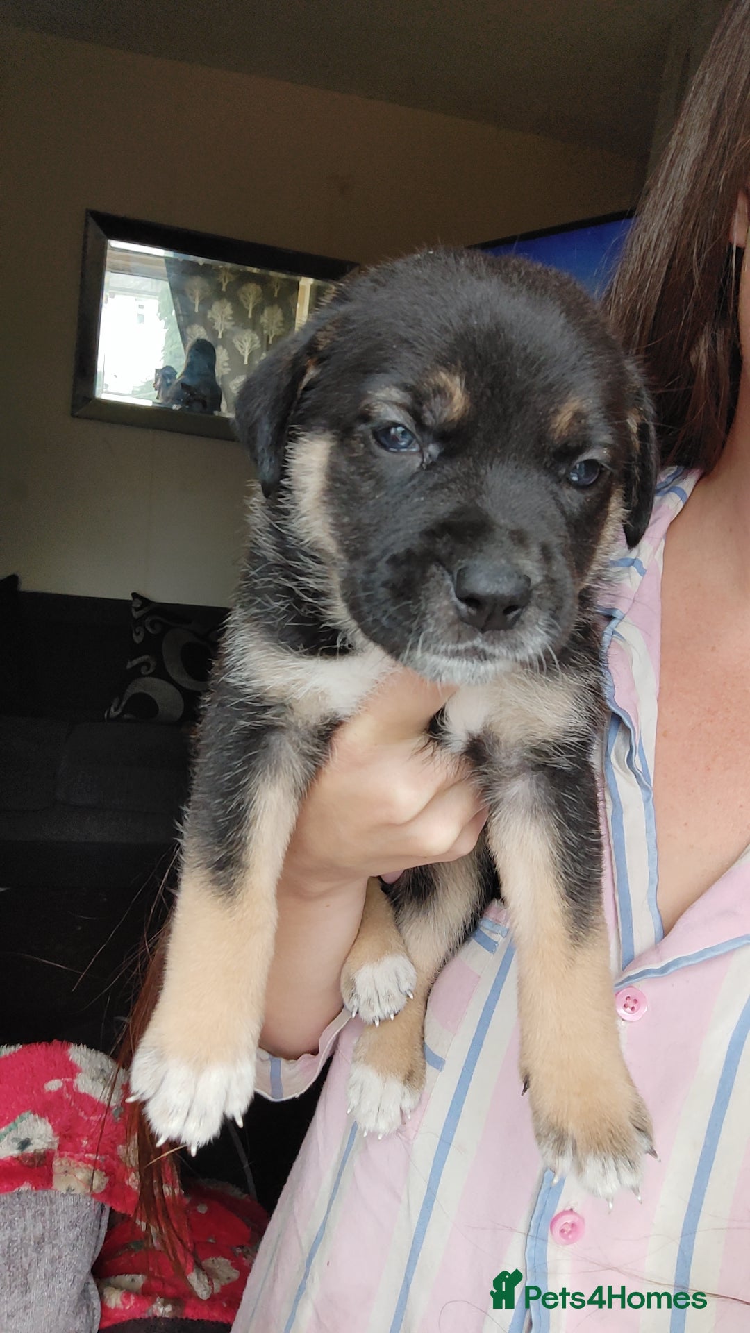 Mixed Breed dogs for sale: Puppies  - Image 5