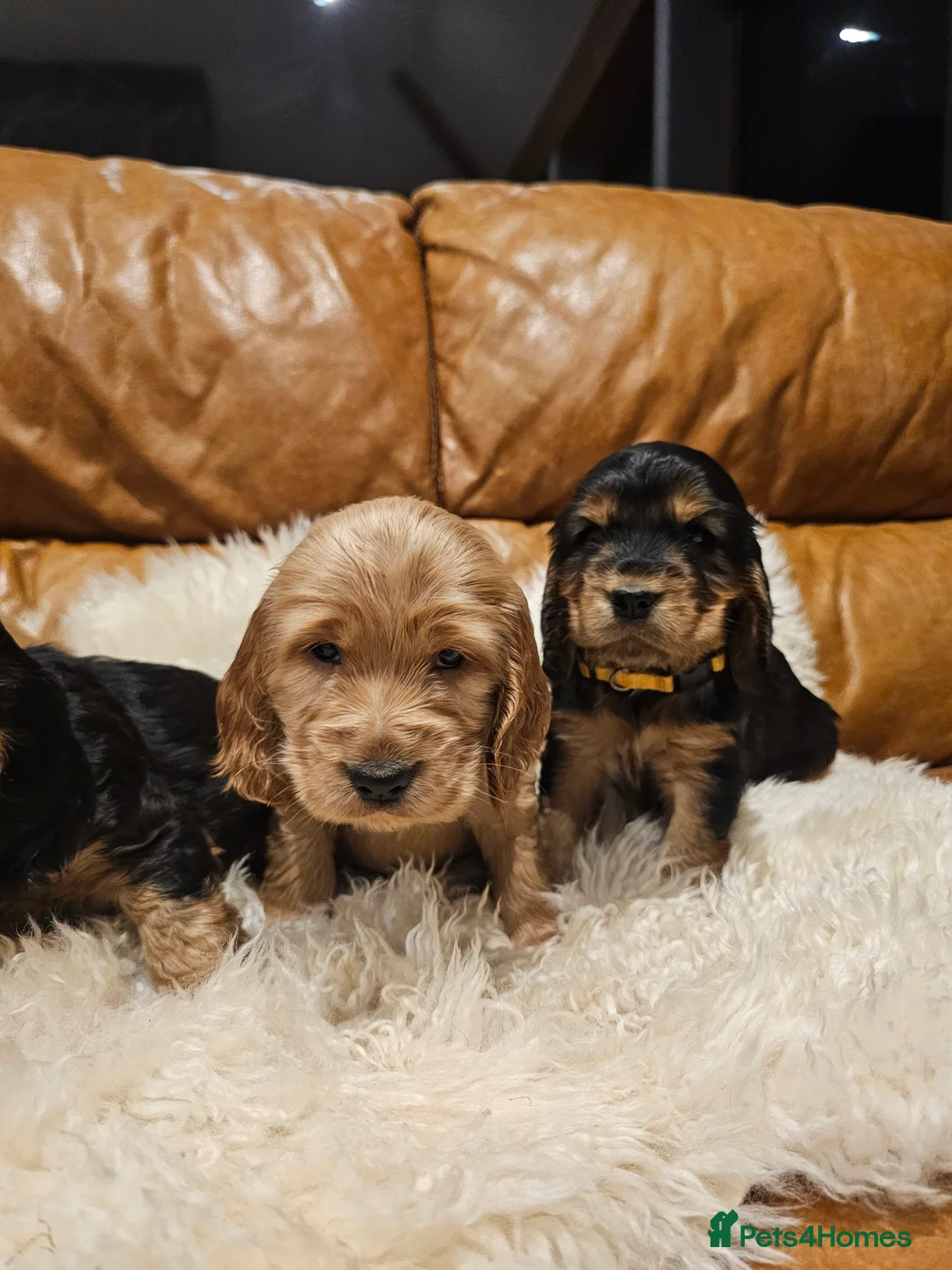 Cocker Spaniel dogs for sale: 5* Show Type Cocker Spaniels Villaspaniol Lines - Advert 19