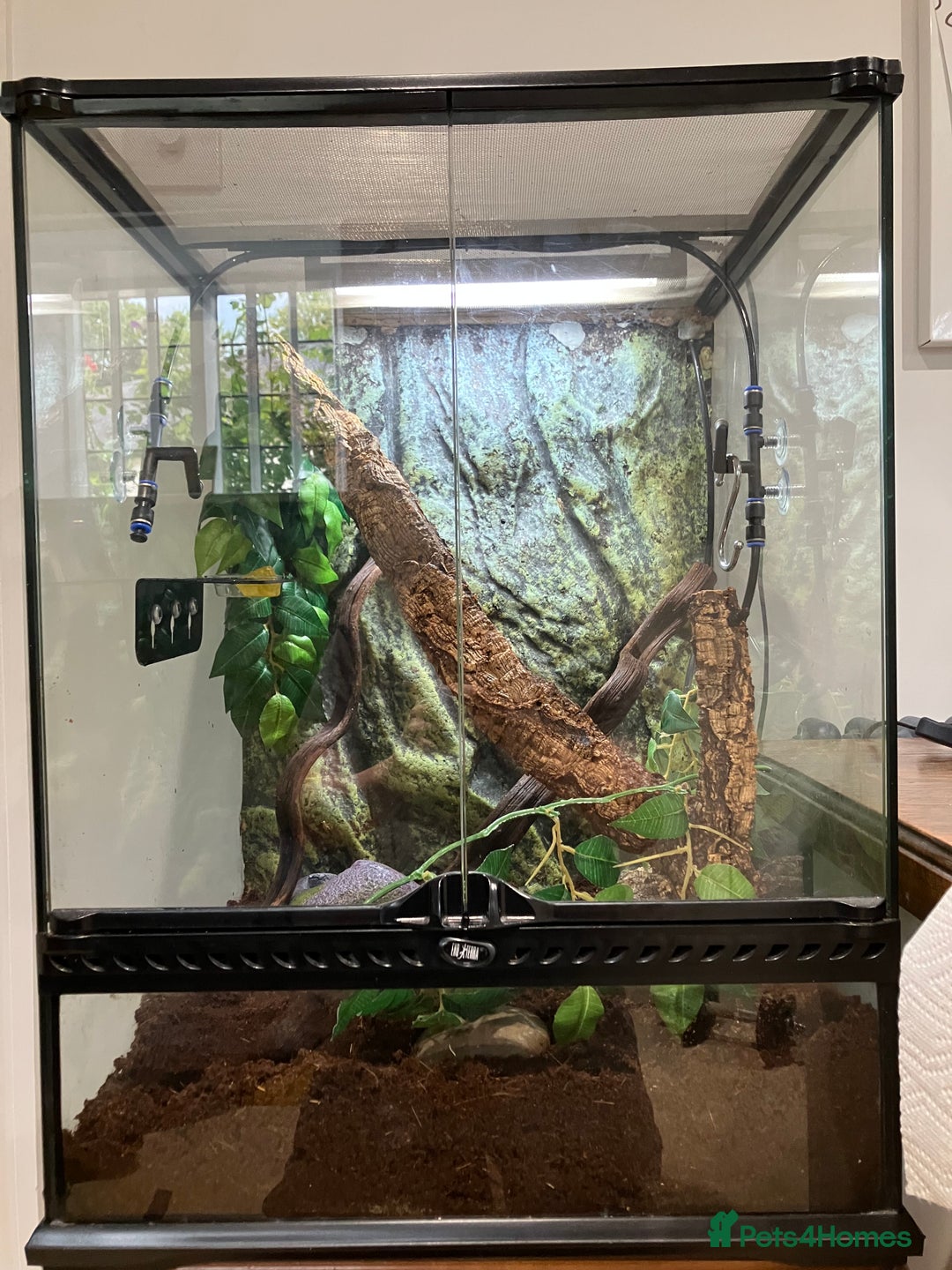 Gecko reptiles for sale: Crested Gecko and set up - Image 2