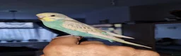 Budgerigars birds for sale: Baby budgies - Advert 6
