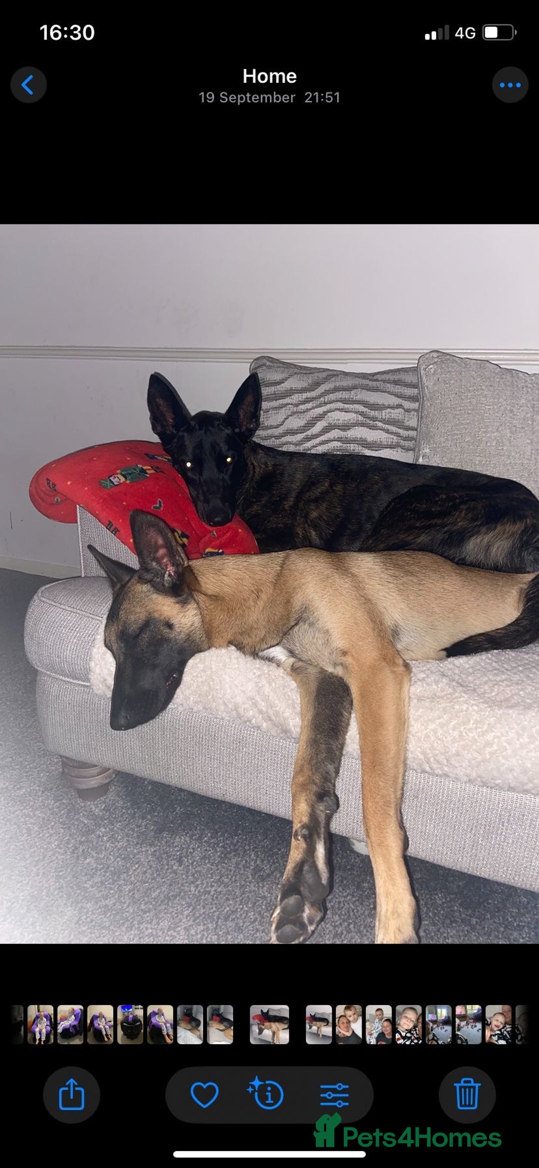 Mixed Breed dogs for sale: REHOME - 1 year old female Mali  - Advert 7