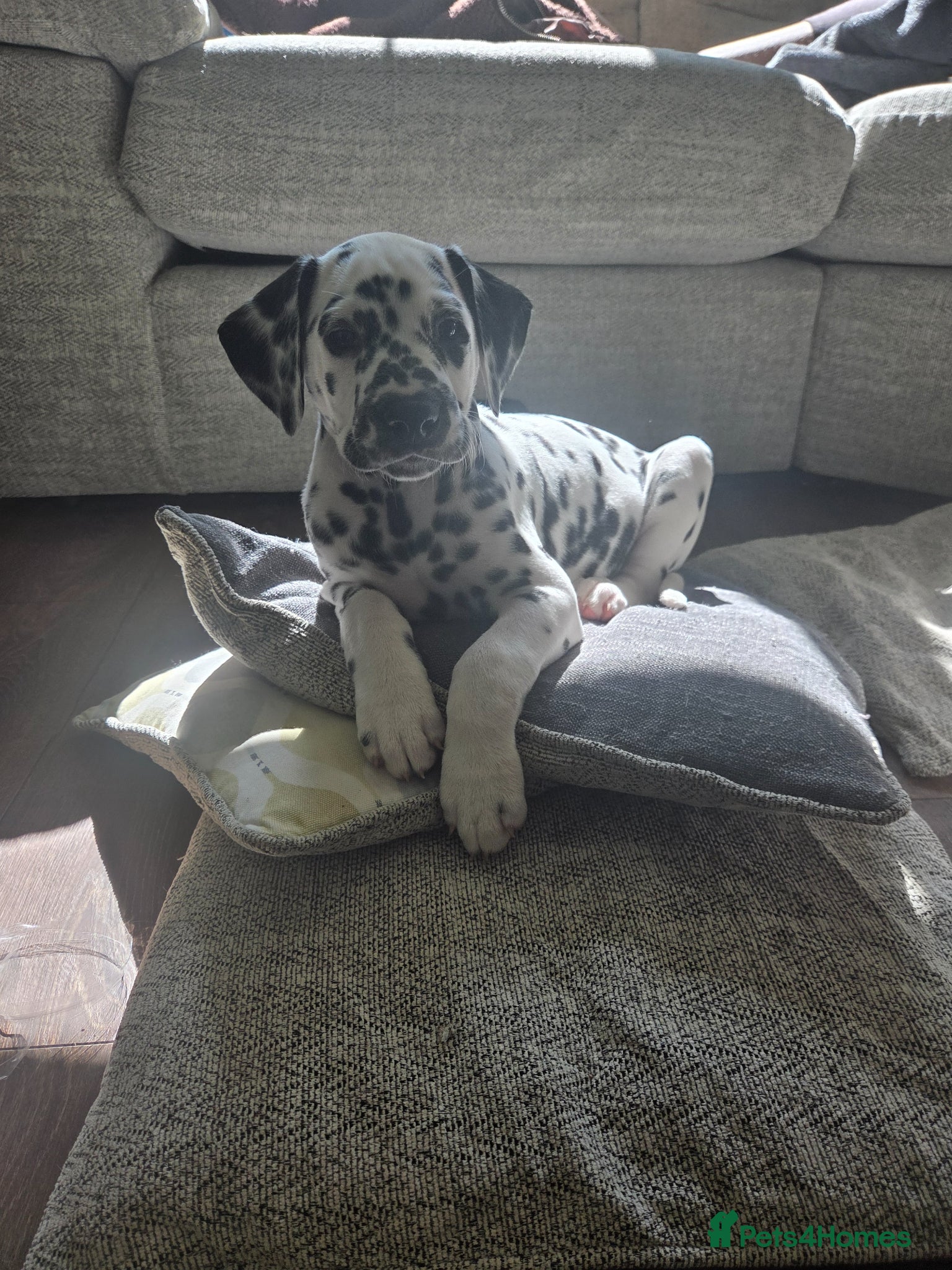 Dalmatian dogs 2 Gorgeous boys left READY NOW 😍  - Advert 2