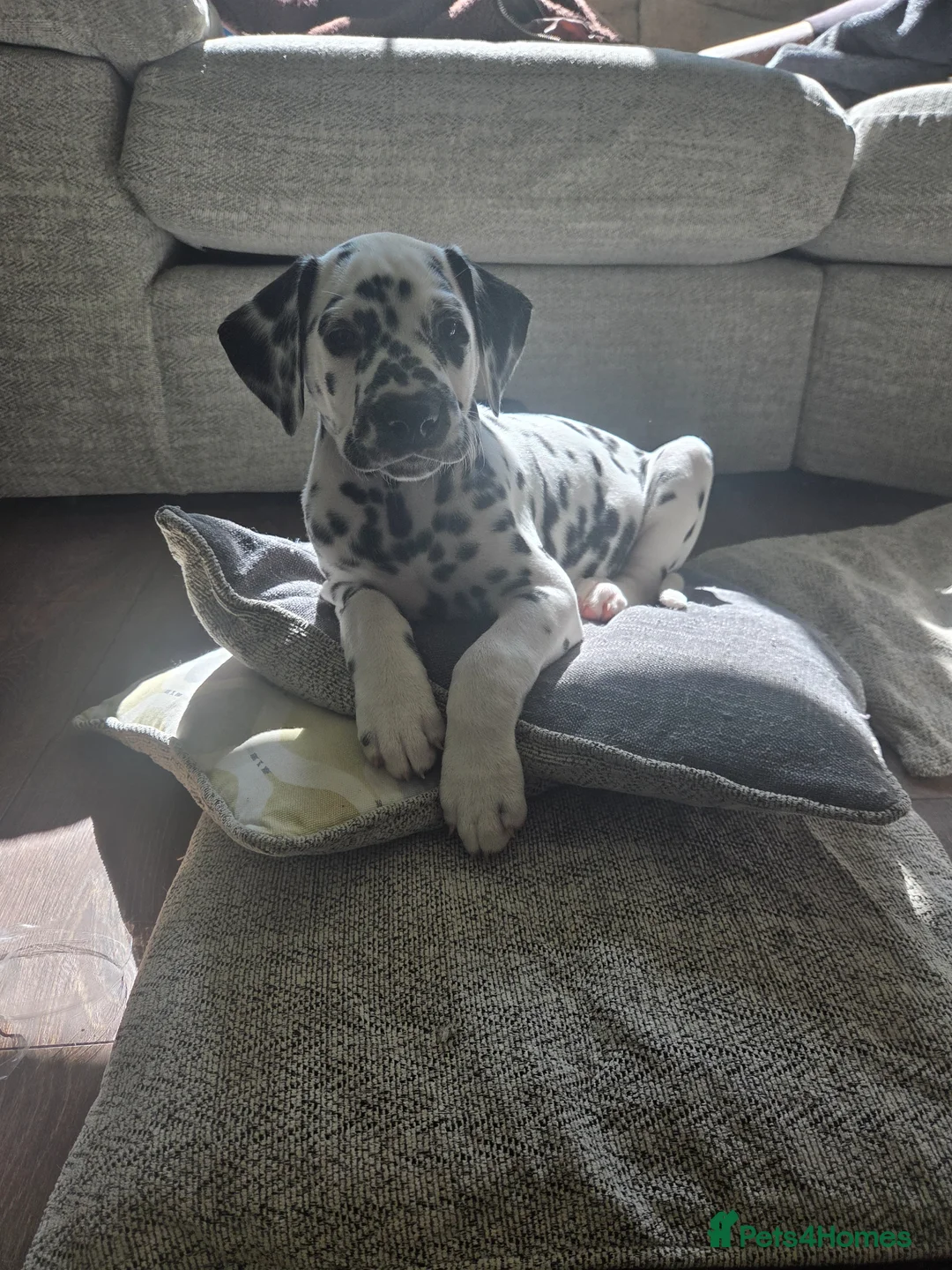 Dalmatian dogs for sale: 🤍🖤1 Boy left. READY NOW 🤍🖤 - Advert 2