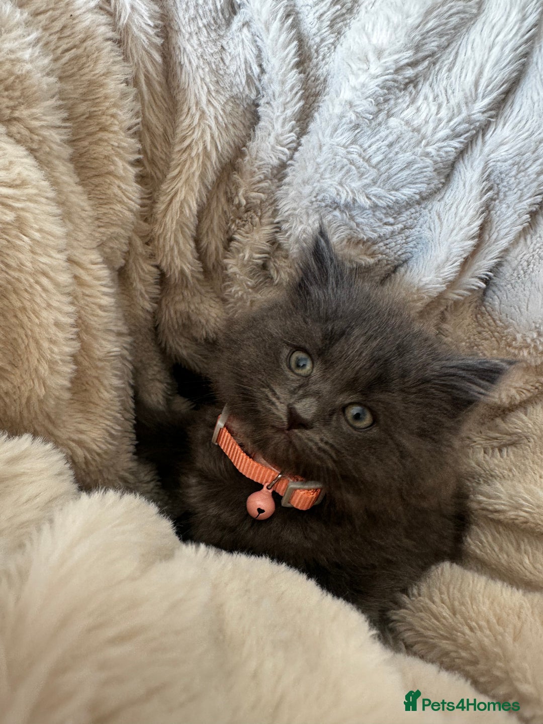 Ragdoll cats for sale: x3 adorable half ragdoll kittens ready to go - Image 19