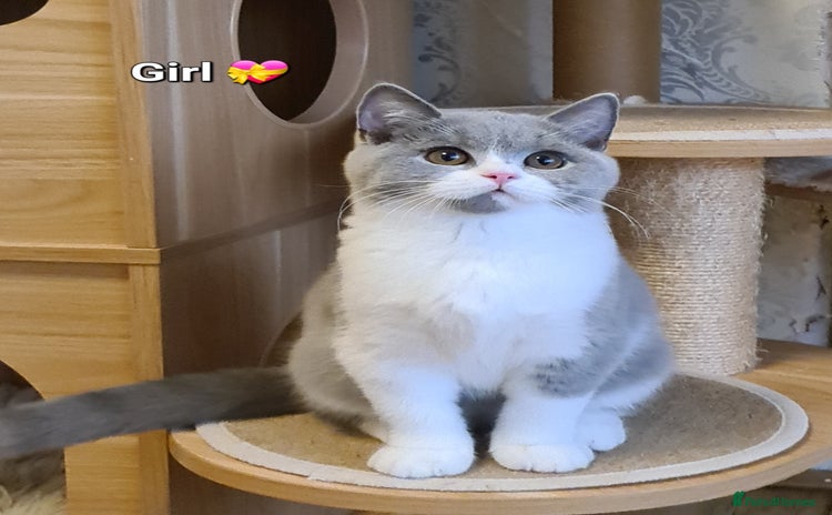 British Shorthair cats - Advert 3