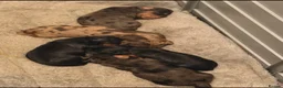 Miniature Dachshund dogs for sale: Long haired miniature dachshund Puppies  in Salford - Advert 14