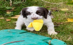 Cocker Spaniel dogs for sale: Beautiful cocker puppies - Image 8