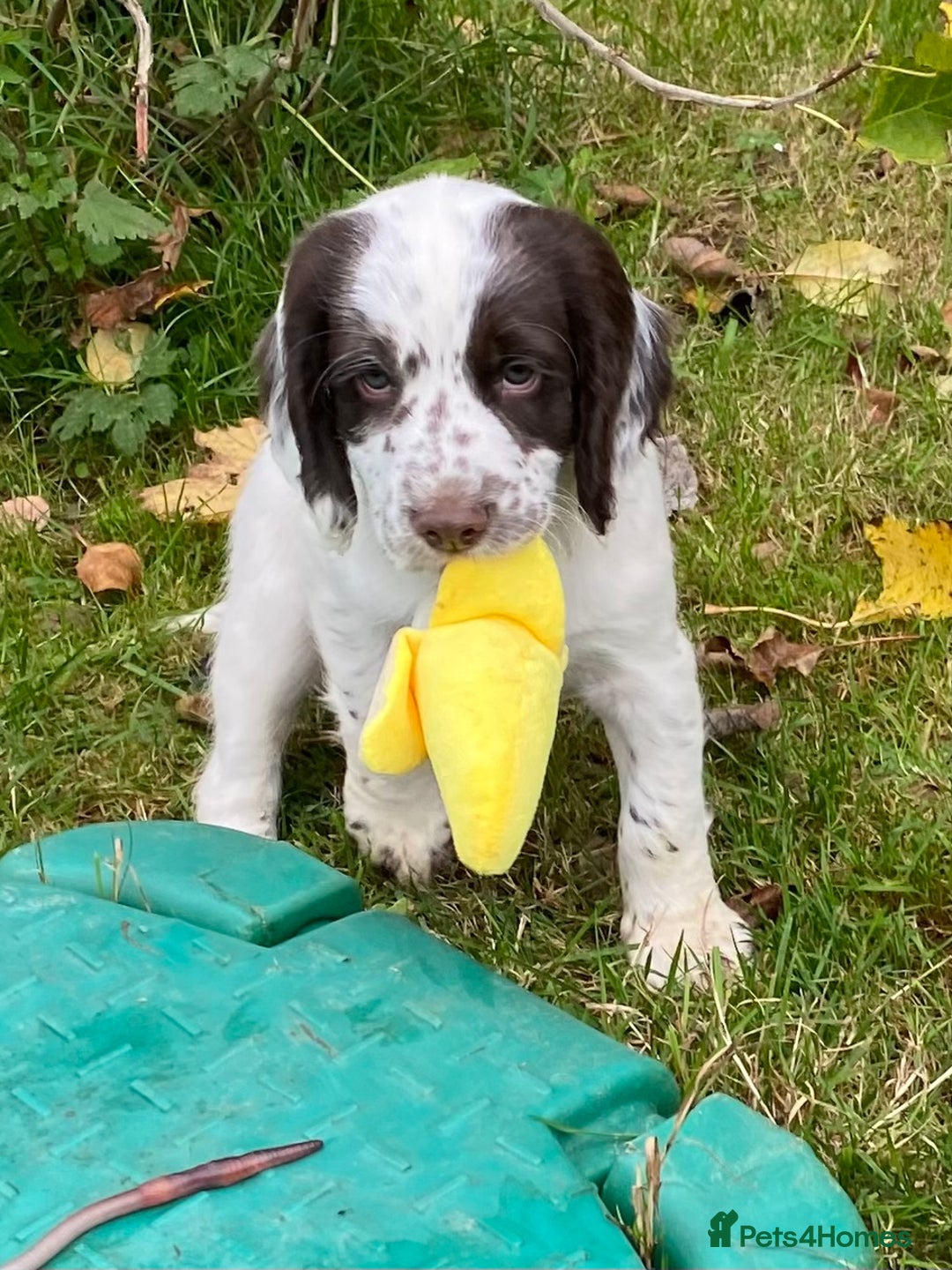 Cocker Spaniel dogs for sale: Beautiful cocker puppies - Image 8
