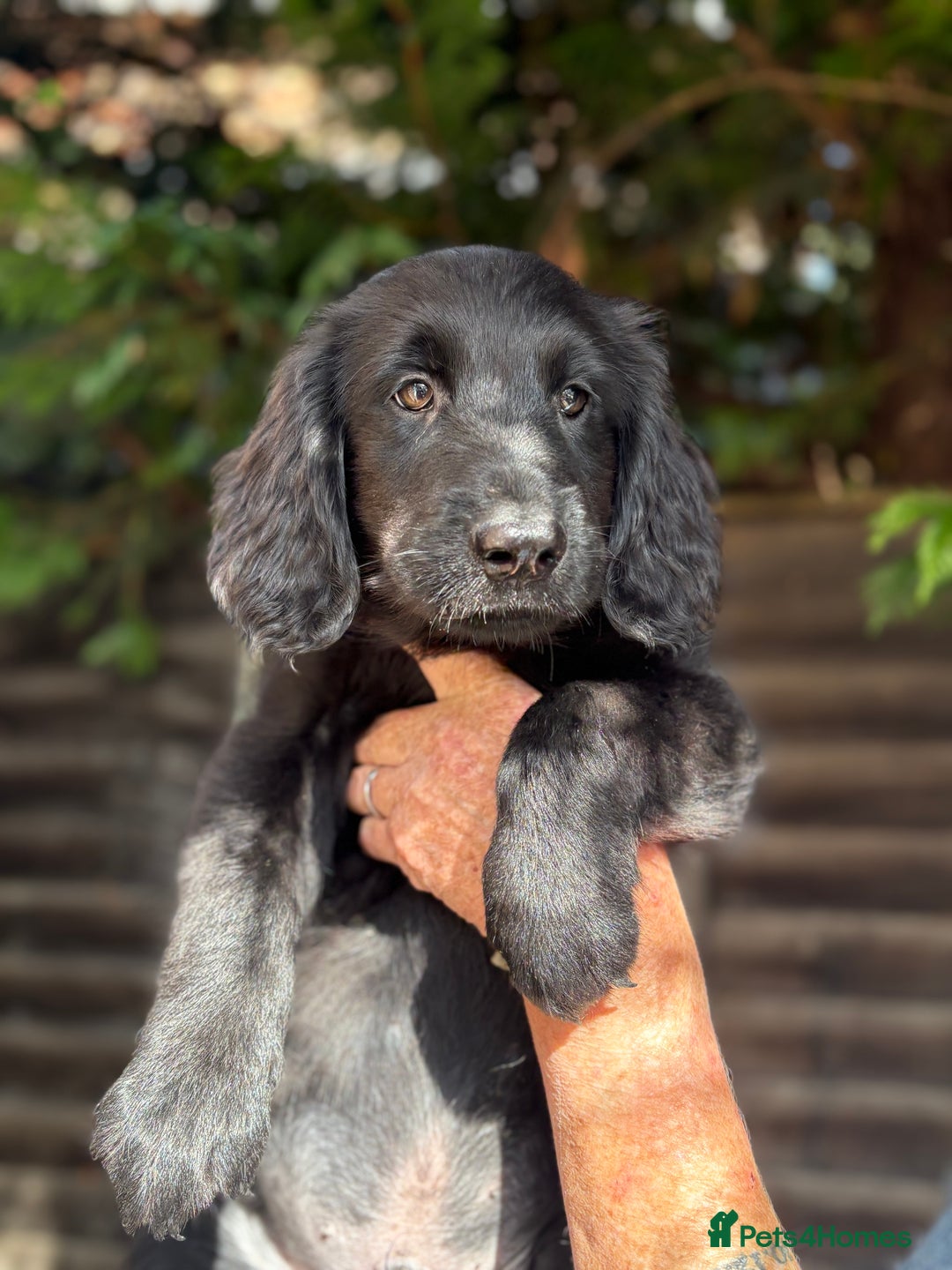 Flat coated Retriever dogs for sale: Flatcoated retriever puppies - Image 6
