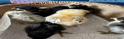 Chickens poultry for sale: Chicks, chickens, hatching eggs silkies Aracuanas - Advert 19