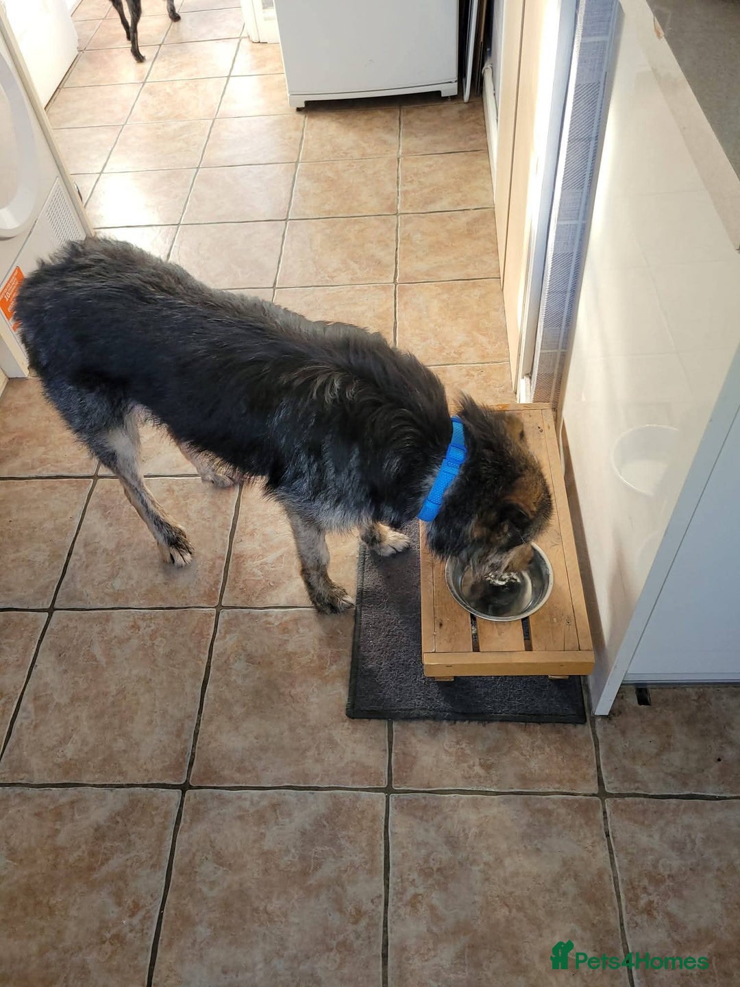 Mixed Breed dogs for adoption: Meet Alfie, currently residing in Buckinghamshire  - Advert 10