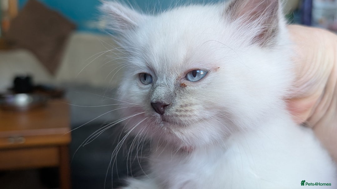 Ragdoll cats for sale: 5 Ragdoll Kittens for Sale - Image 4