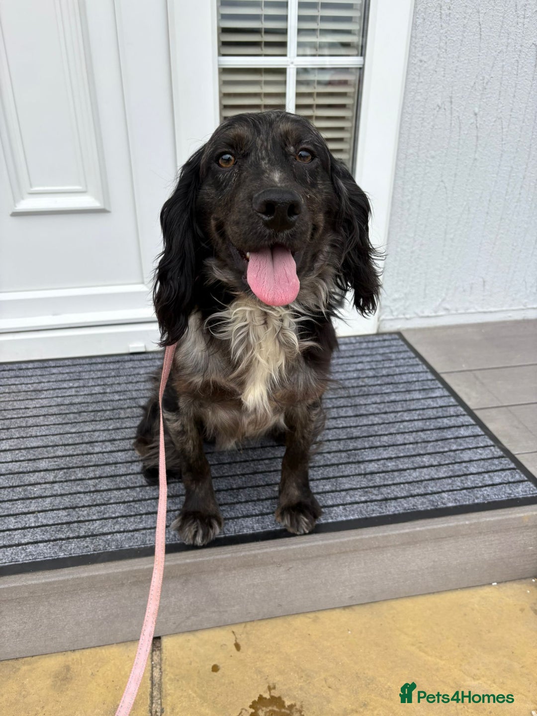 Cocker Spaniel dogs for sale: Cocker spaniel pups - Advert 14