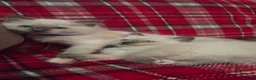 Persian cats for sale: 4 Persian x Ragdoll kittens in Glasgow - Advert 12