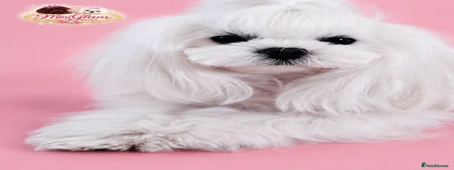 Cora