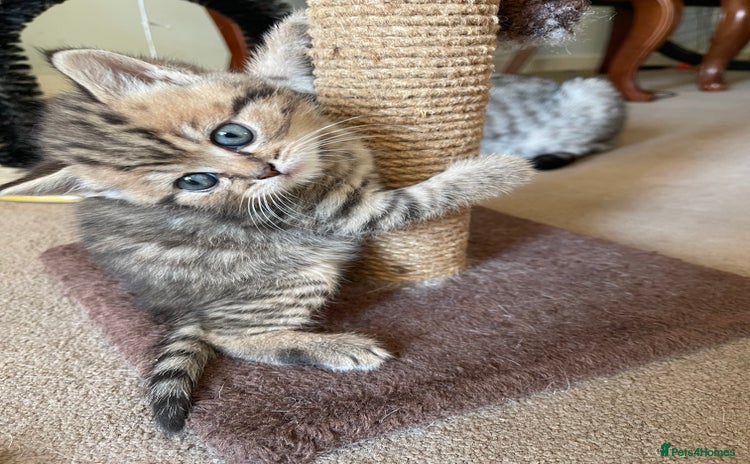 Scottish Fold cats - Advert 4