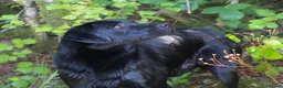 Labrador Retriever dogs for sale: LABRADOR PUPS BOTH PARENTS SUPERB 0/0 HIPS&ELBOWS  - Advert 5