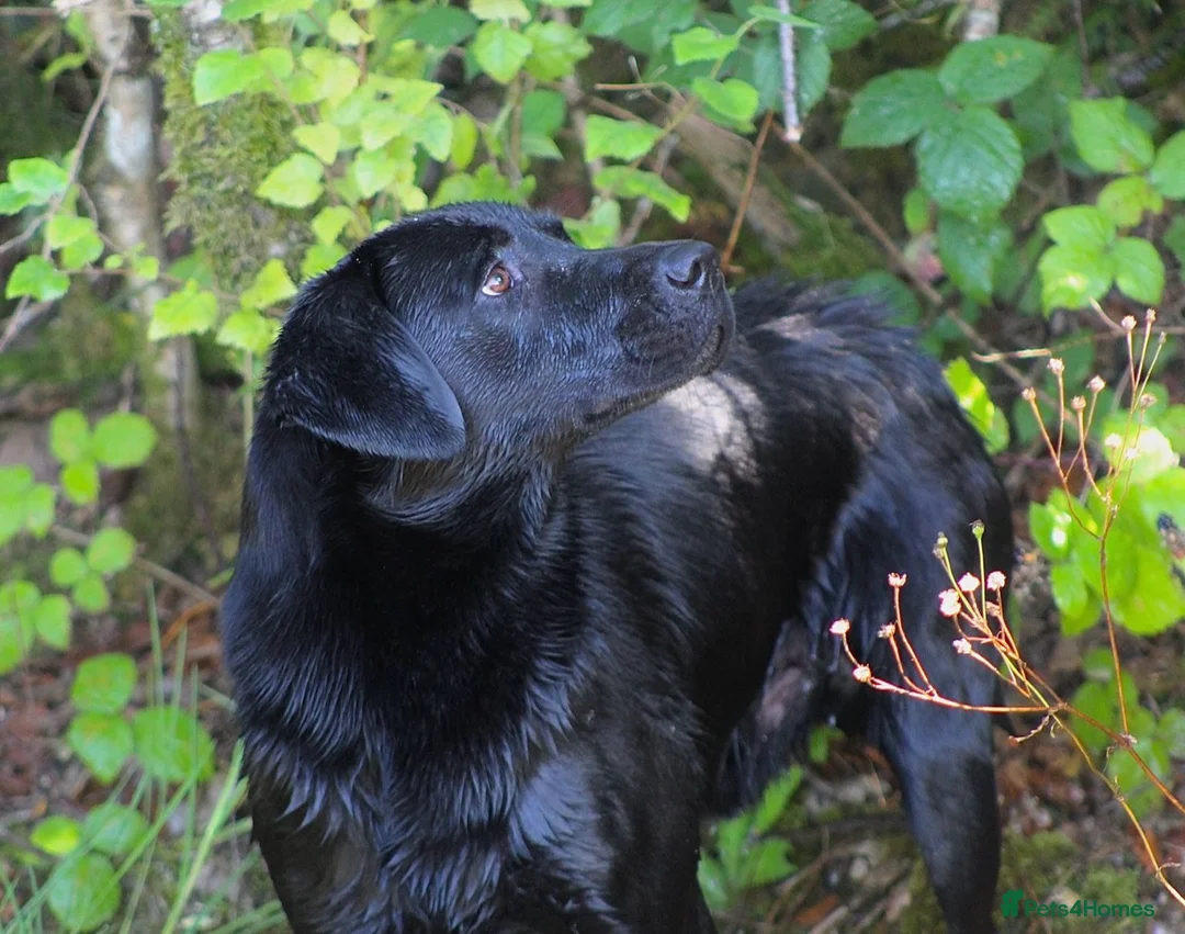 Labrador Retriever dogs for sale: LABRADOR PUPS BOTH PARENTS SUPERB 0/0 HIPS&ELBOWS  - Advert 5