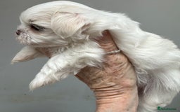 Shih Tzu dogs for sale: Imperial shihtzu puppies  - Image 9