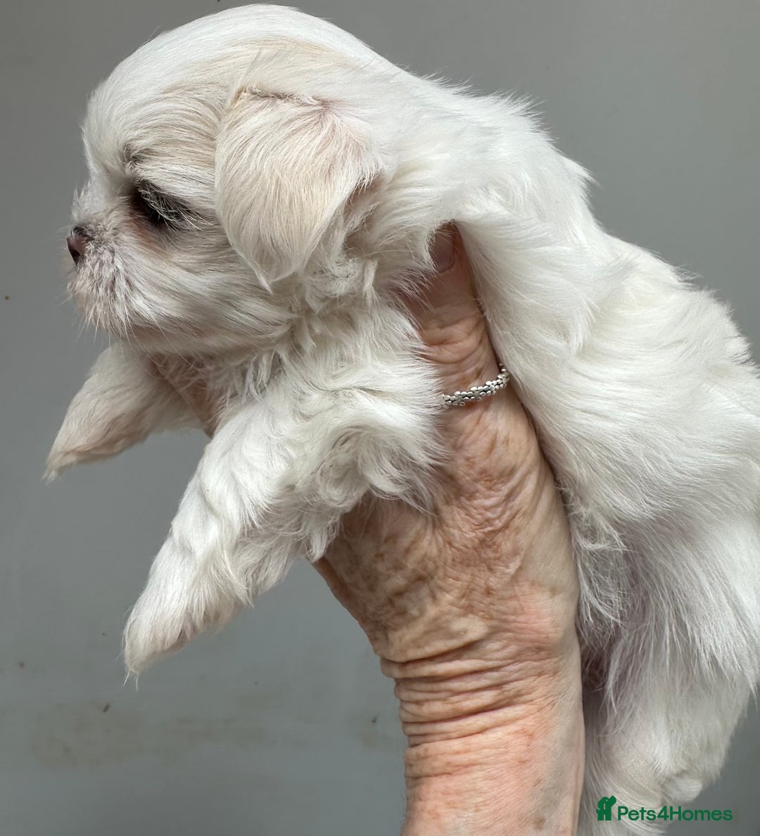 Shih Tzu dogs for sale: Imperial shihtzu puppies  - Image 9