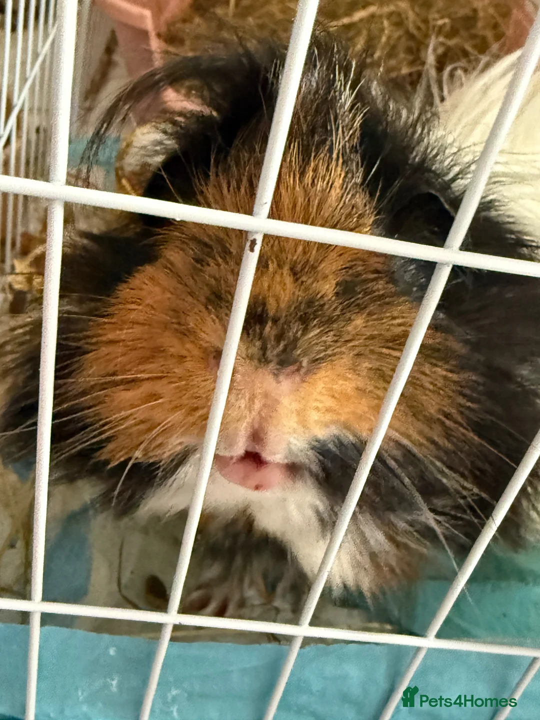 Guinea Pig rodents for sale: 3 male guinea pigs  in Yeovil - Advert 2