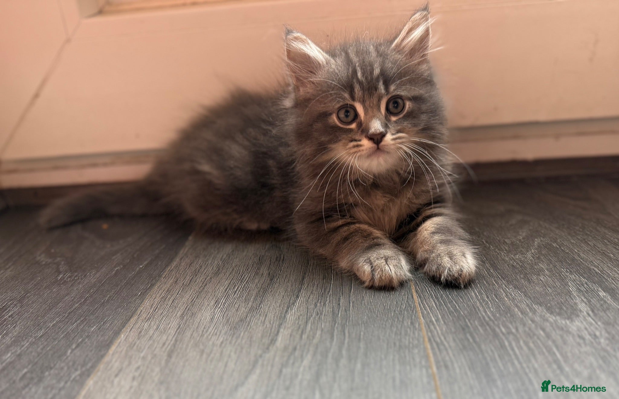Mixed Breed cats Ready now. 3 kittens - Advert 2