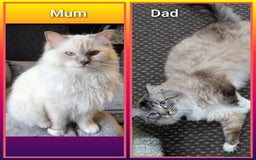 Ragdoll cats for sale: Ragdollkittens health tested gccf/tica parents  - Image 13