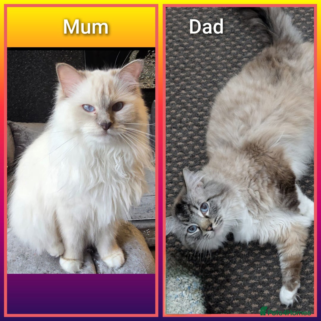 Ragdoll cats for sale: Ragdollkittens health tested gccf/tica parents  - Image 13