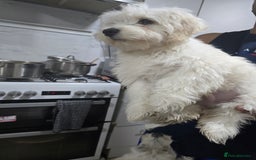 Maltese dogs for sale: Lovely maltese ready to go - Image 9