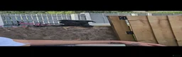Staffordshire Bull Terrier dogs for sale: Tille  - Advert 8