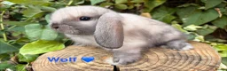Mini Lop rabbits for sale: Amazing mini lop babies  - Advert 5