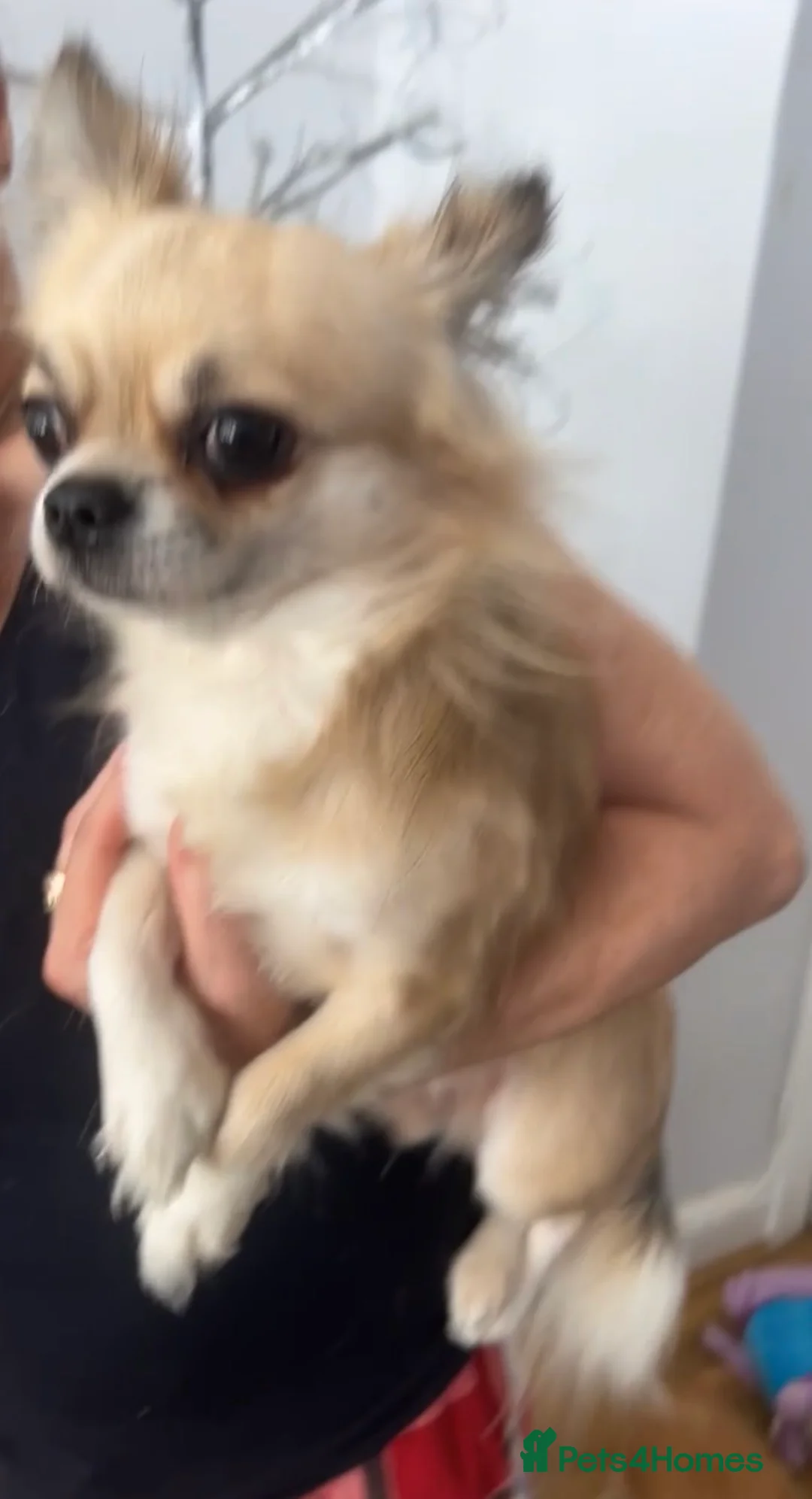 Chihuahua dogs for sale: RKC Registered Long Coat Chihuahua Dog in Barry - Advert 2