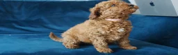 Labradoodle dogs for sale: READY NOW Miniature Labradoodle Girl Puppy - Advert 8