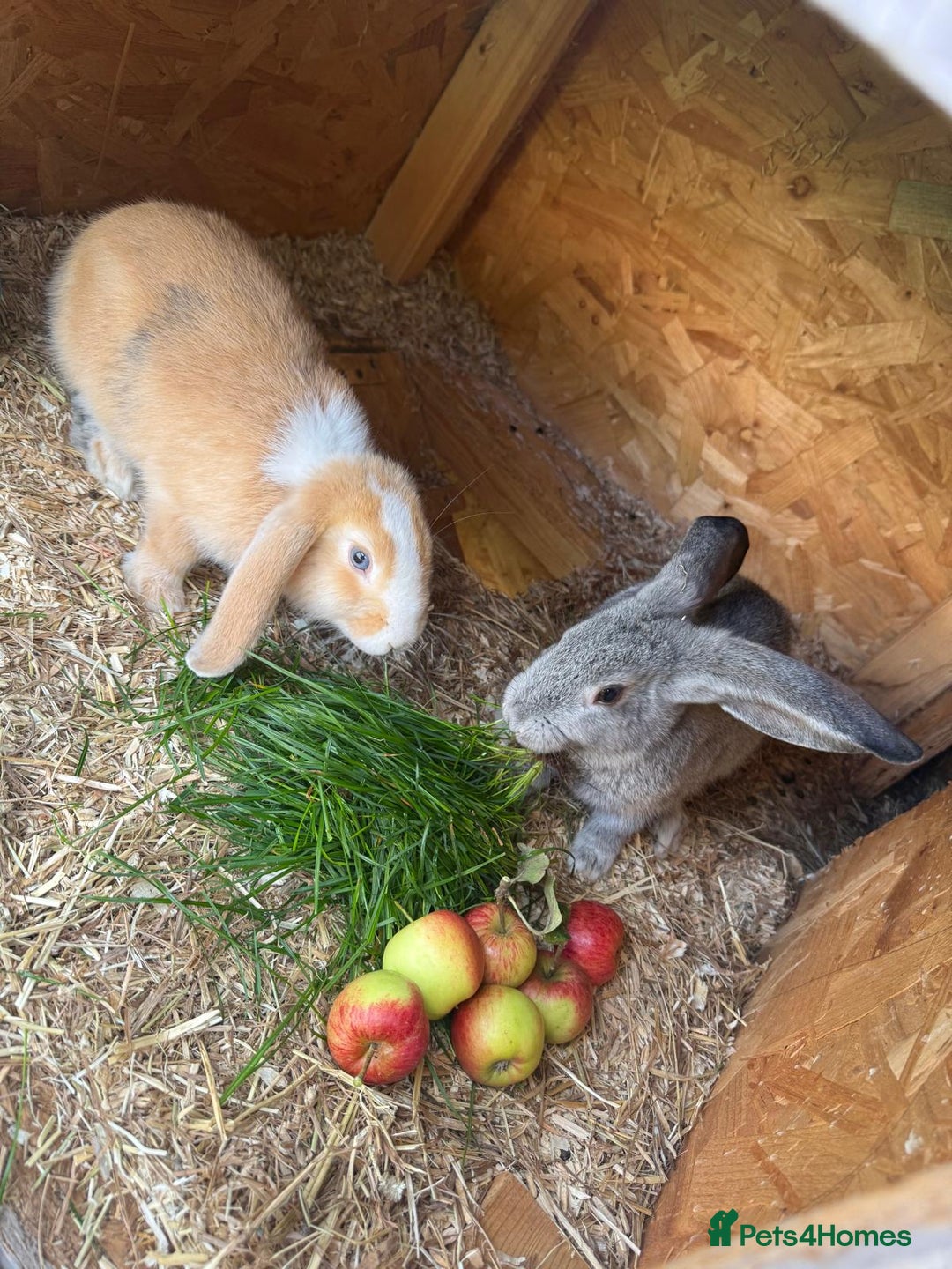 French Lop rabbits for sale: 2 lovely lop ear bunnies, £80 for Pair  - Image 4