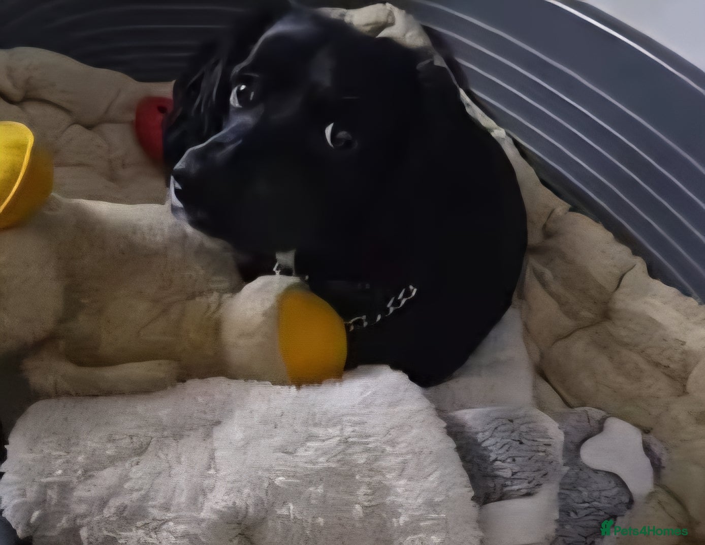 Cocker Spaniel dogs Stud Working Cocker Spaniel - Advert 24