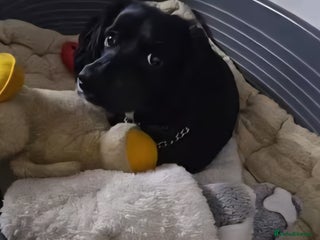 Cocker Spaniel dogs - Advert 20