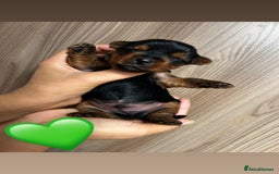 Yorkshire Terrier dogs for sale:    KC registered pedigree YorkshireTerrier Puppies - Image 2