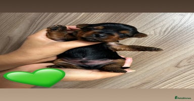 Yorkshire Terrier dogs - Advert 10