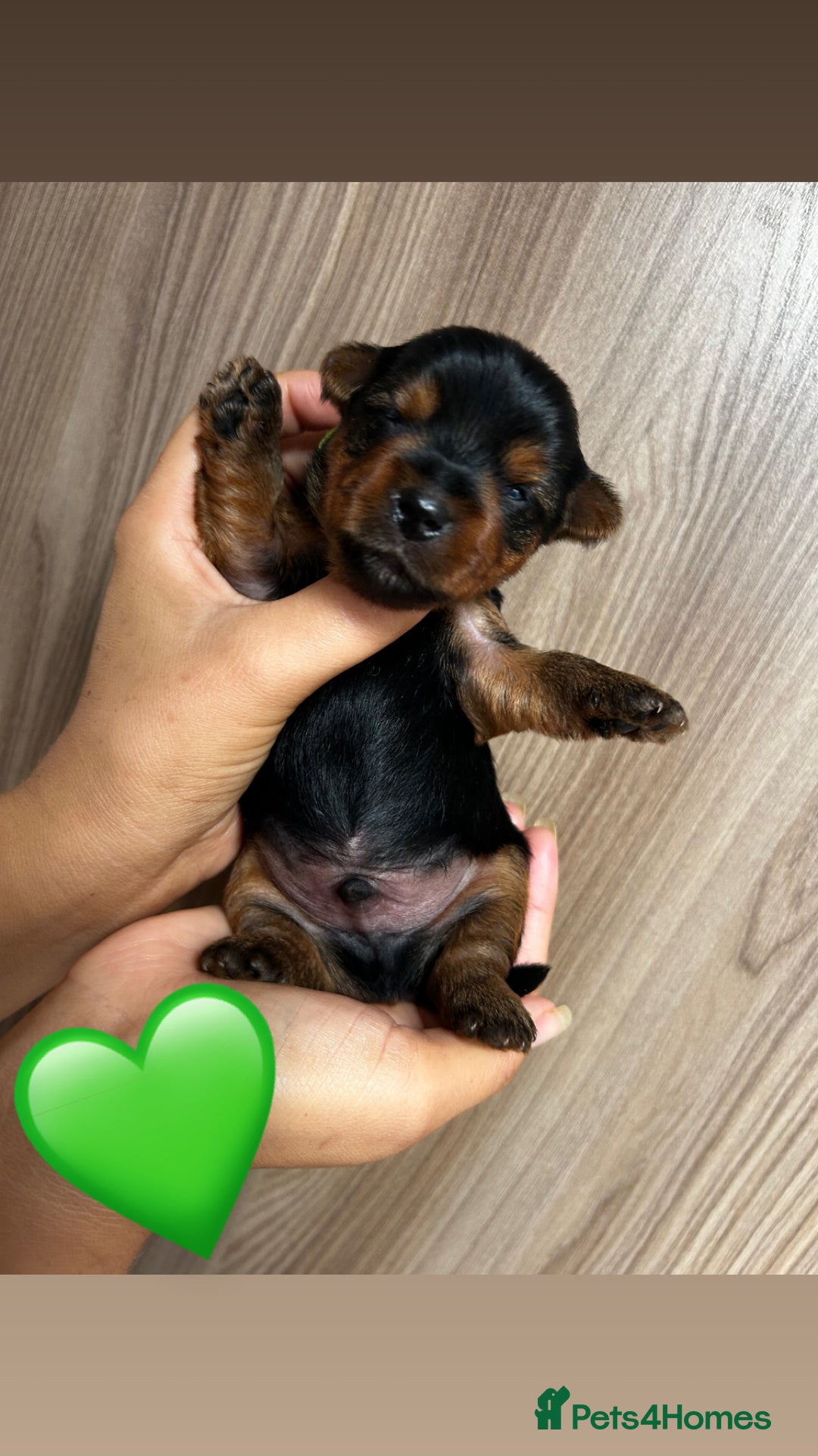 Yorkshire Terrier dogs for sale:    KC registered pedigree YorkshireTerrier Puppies - Image 2
