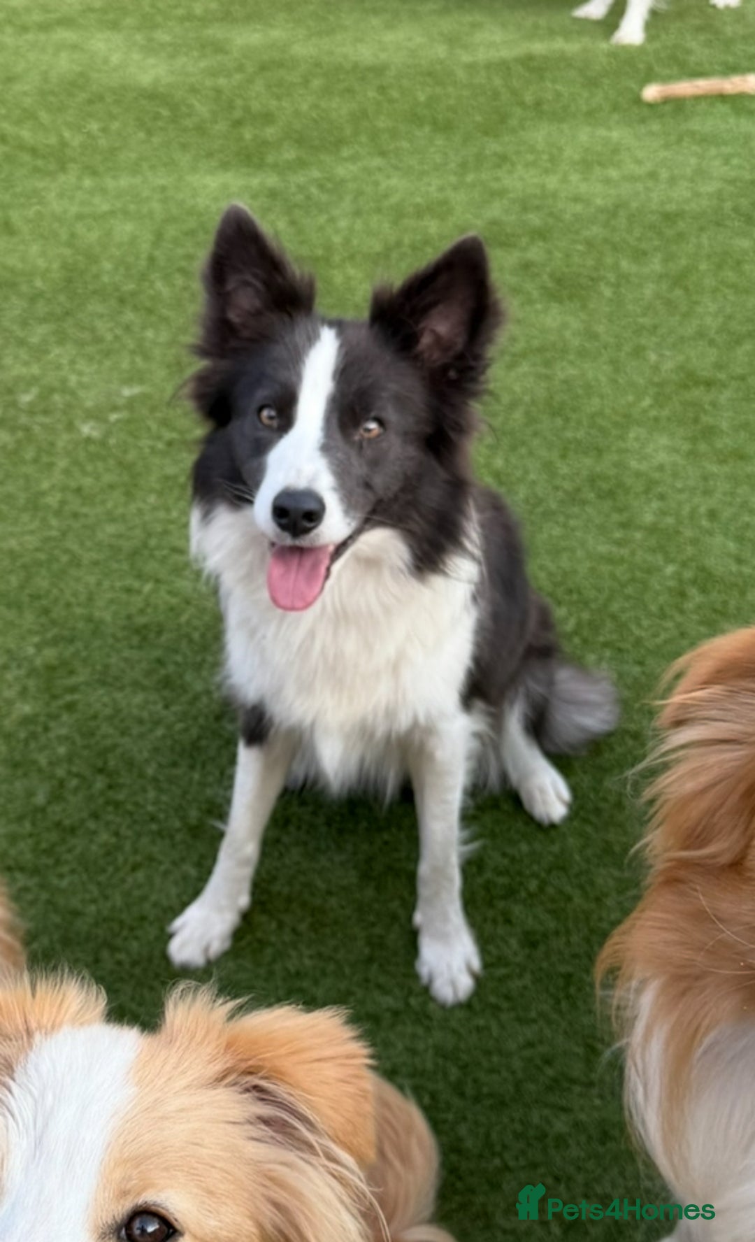 Border Collie dogs for sale: Stunning rough coated KC Reg Health tested pups  - Advert 6