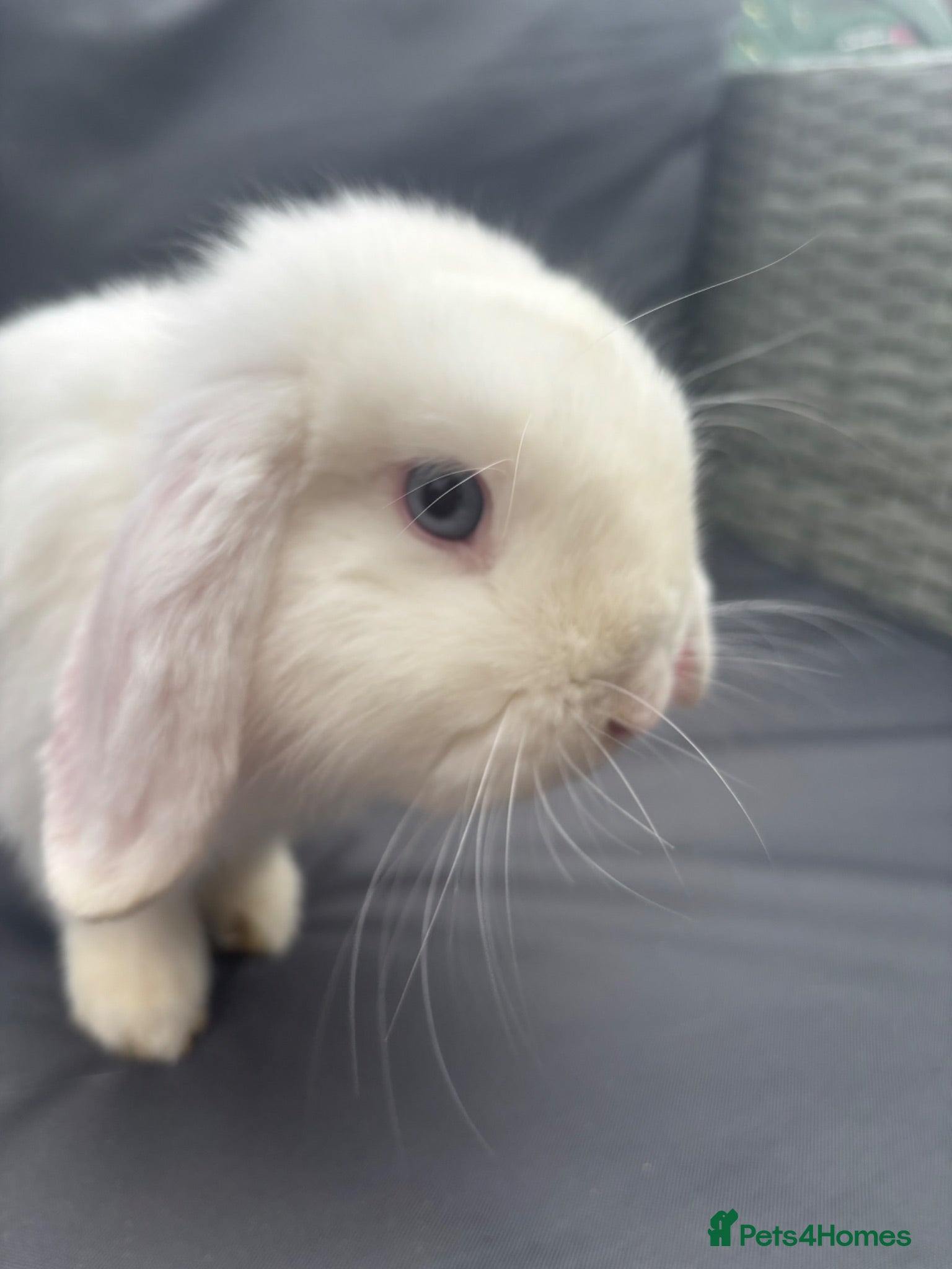 Mini Lop rabbits Pure mini lop buck  - Advert 5
