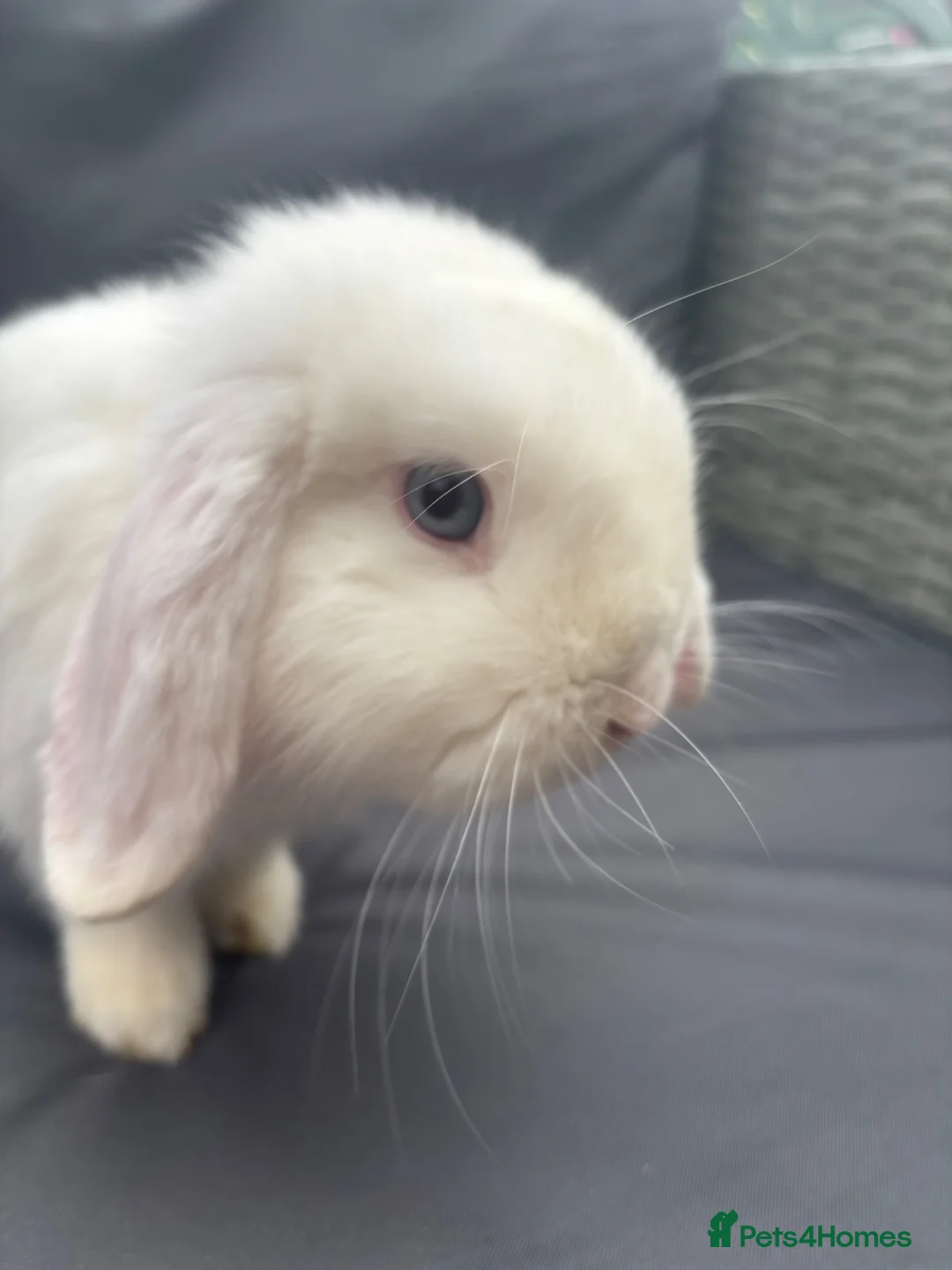 Mini Lop rabbits for sale: Pure mini lop buck  - Advert 1
