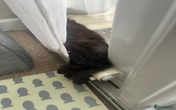 Mixed Breed cats for sale: 2 Black Fluffy Kittens (15wk old brothers) - Image 29